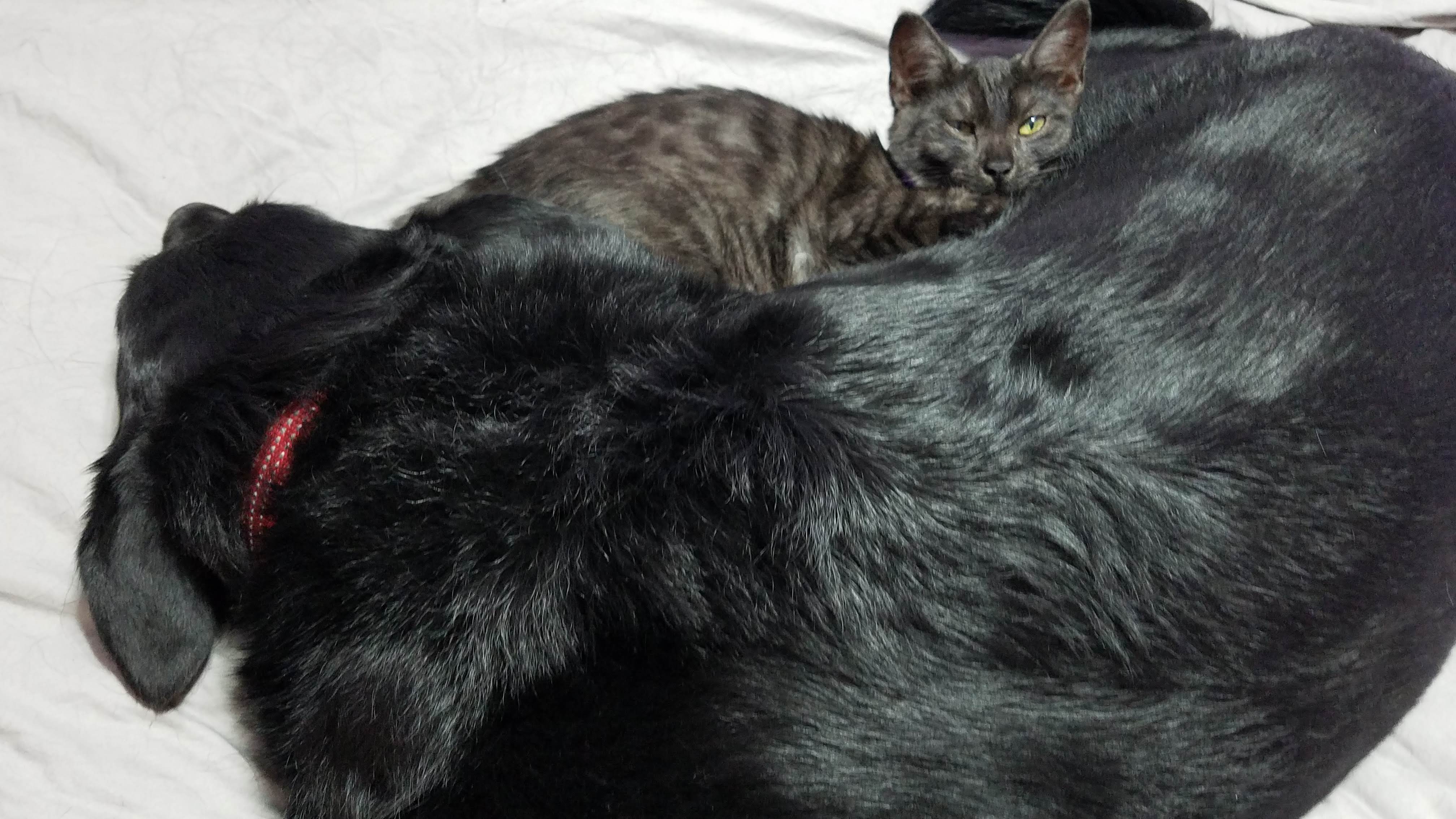 Bailey and-Savvyvvy sleeping101