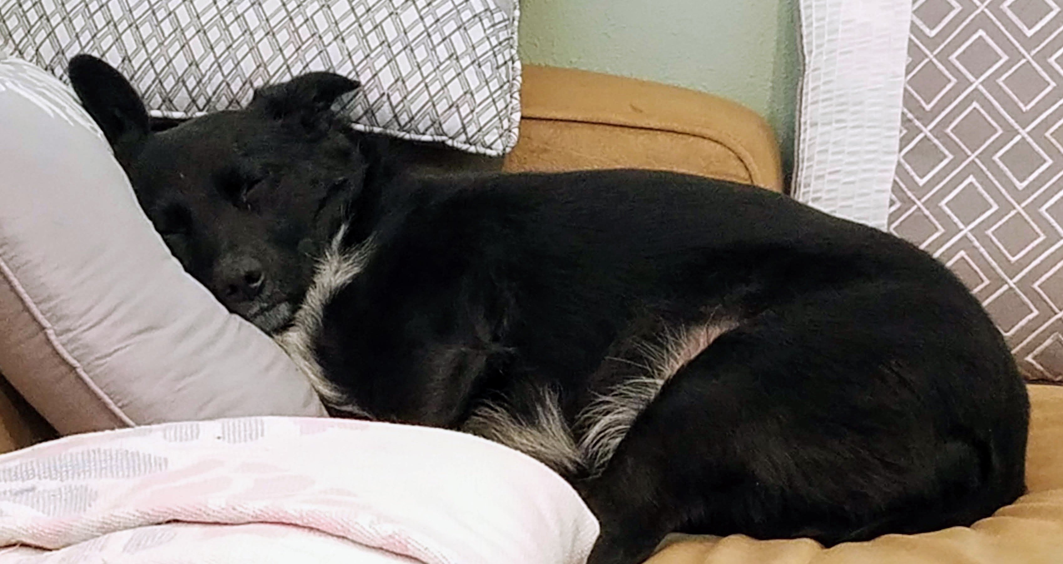 Bailey having a serious nap